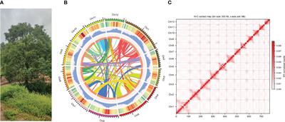 Chromosome genome assembly of the Camphora longepaniculata (Gamble) with PacBio and Hi-C sequencing data